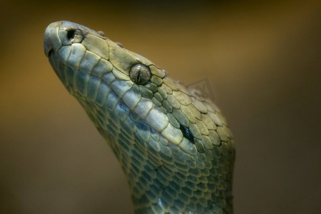 牙买加蟒蛇，拟黄拟齿蛇，这种蛇濒临灭绝。