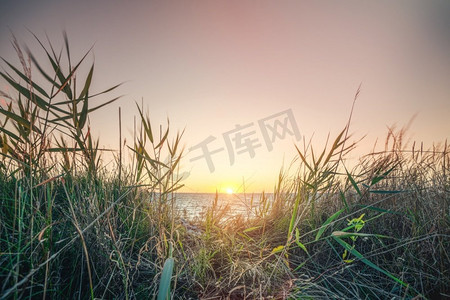 早晨日出在海边与沙丘中的青草