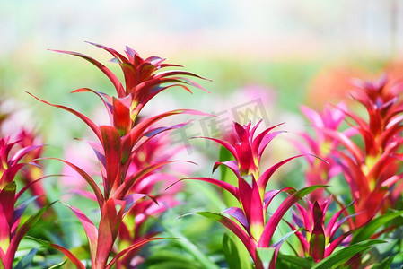 亚热带植物摄影照片_热带植物凤梨花在花园/五颜六色的凤梨农场装饰在苗圃背景