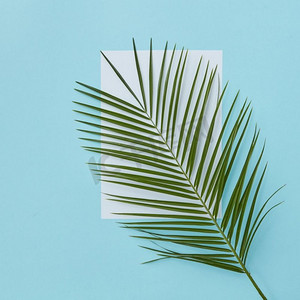 棕榈枝覆盖空白空白在蓝色背景复制空白与空白下的文字平躺。覆盖空地的棕榈枝