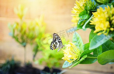在黄色花的普通老虎蝴蝶与阳光背景/昆虫蝴蝶花概念