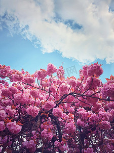  花，树，春天，背景