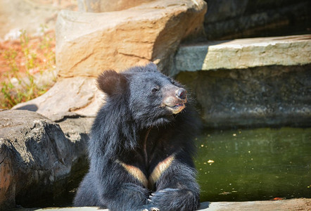 俘虏摄影照片_亚洲黑熊夏天在水池里放松