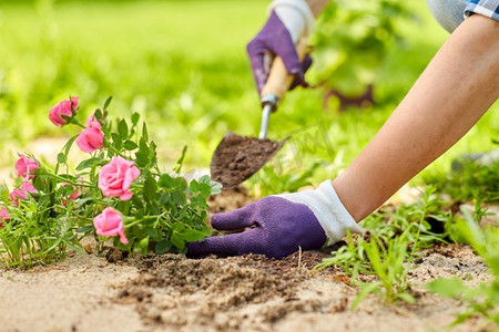 夏季新品立体字摄影照片_园艺和人的概念—妇女种植玫瑰花在夏季花园。妇女种植玫瑰花在夏季花园