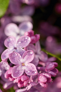 丁香花信纸摄影照片_丁香花枝和滴状花枝