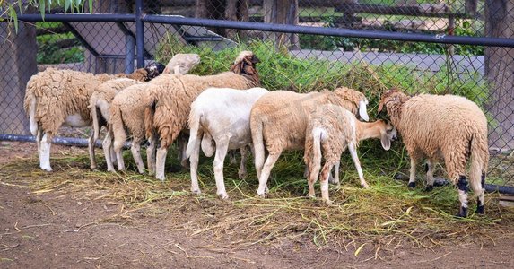在亚洲牧羊场放牧的一群羊吃草