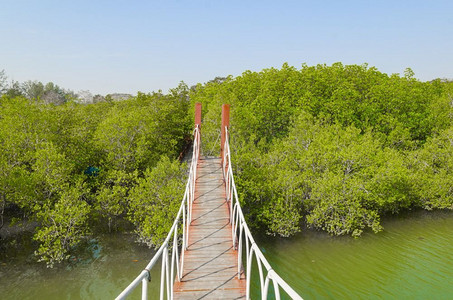 热带红树林吊桥