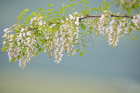 相思花在春天的枝