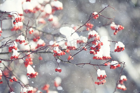 在雪，雪，背景下的红色浆果，山灰，山楂