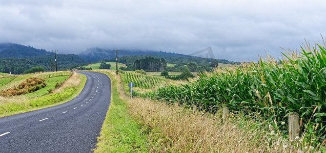 新西兰怀卡托的乡村公路。农村公路与玉米田