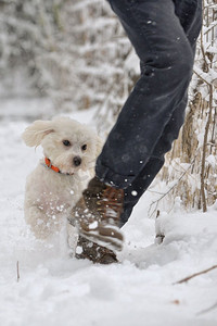 马耳他狗运行在雪和青少年男孩在冬季公园