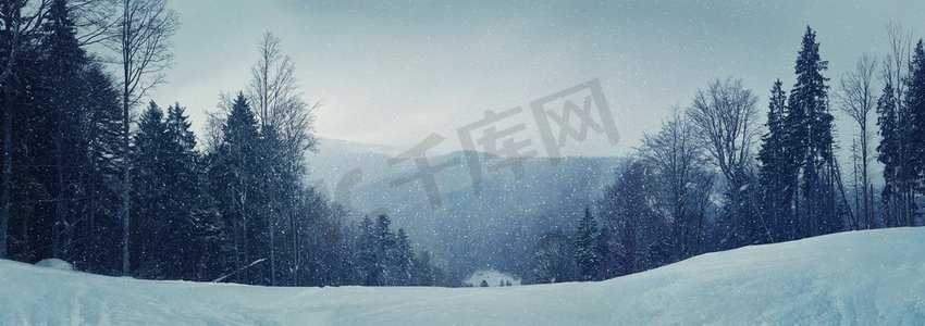  树，霜冻，树枝，降雪