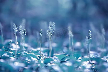 小蓝花/大自然美，植物宏小花，春天大自然为底色