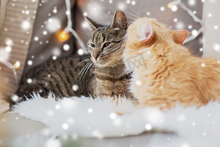 宠物，圣诞节和卫生概念-冬天，两只猫躺在家里的沙发上，身上裹着羊皮，覆盖着积雪。冬天在家中躺在羊皮上的两只猫