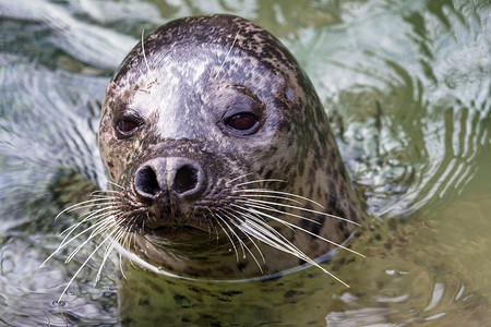 密封环境摄影照片_Harbor Seal（Phoca Vitulina），头在绿色水面上