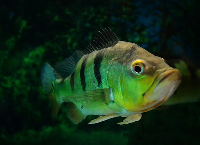 蝴蝶孔雀鱼/美丽的慈济鱼虎纹在鱼缸里游泳-Cichla ocellaris