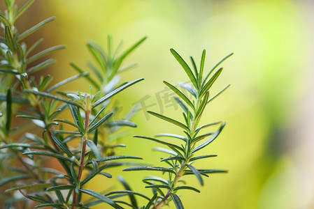 精油背景摄影照片_有机迷迭香植物生长在花园为提取物精油/新鲜迷迭香草本植物自然绿色背景，选择性焦点