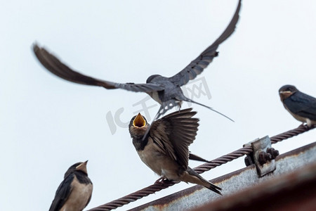 成年燕子(Hirundo Rustica)在屋顶上喂食一只羽翼未丰的燕子。