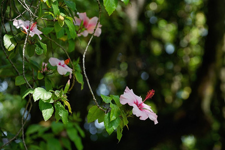 夏天开的芙蓉粉色花