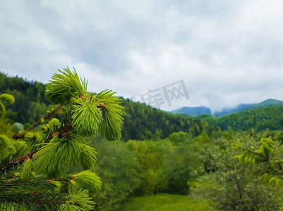 关闭冷杉分支与年轻的芽芽在春天山背景。山上的针叶林。清新的绿色色调景观。