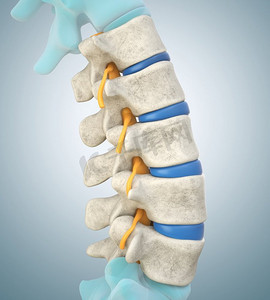 3dmax模型摄影照片_显示正常椎间盘的人体腰椎模型。3D插图。显示正常椎间盘的人体腰椎模型