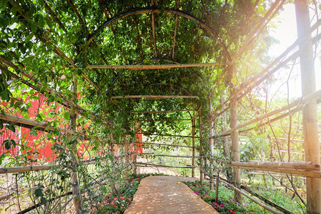 花藤摄影照片_隧道植物叶藤生长覆盖与竹子和走道到花园和阳光