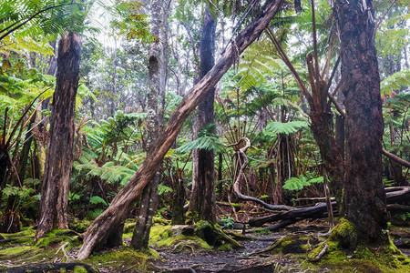 弗恩巨大的蕨类树在热带雨林，夏威夷岛