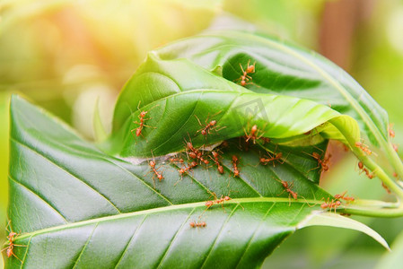 在树上的蚂蚁巢/红色蚂蚁工作编织者巢与绿色叶子在夏天的自然森林 
