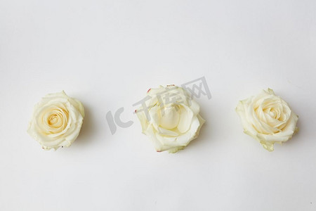 白色背景上孤立的三个白玫瑰花头。三朵白色玫瑰花蕾