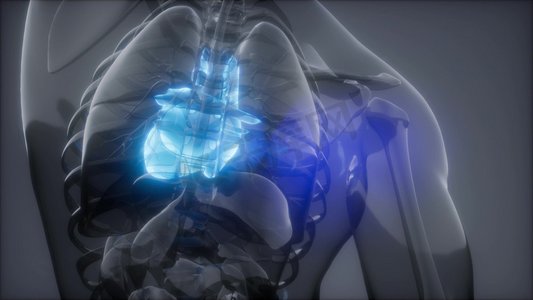人体心脏的科学解剖扫描图人体心脏放射学检查