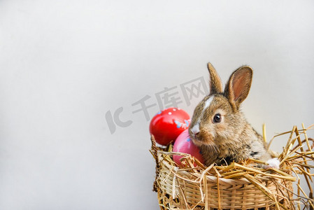 灰色背景上的复活节兔子和复活节彩蛋/小棕兔坐在篮子里，彩蛋装饰着节日