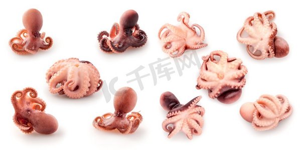 食物卡路里摄影照片_创造性的食物饮食健康的吃美味的套熟的婴儿章鱼海鲜tenanticum为美食的概念照片在白色背景。