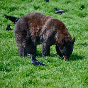 美国黑熊美洲在森林清除景观。美国黑熊Ursus Americanus在郁郁葱葱的森林景观设置