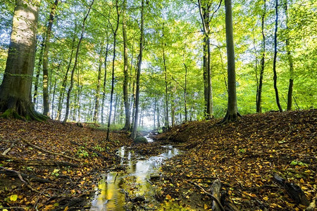 森林与水摄影照片_秋天遇见春天在一个绿色的森林与一条小河