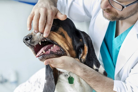 狗兽医摄影照片_兽医诊所检查狗和S牙齿的医生特写