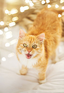 宠物和hygge概念—红花斑猫在家里的床上喵喵叫。红花斑猫在家里的床上喵喵叫