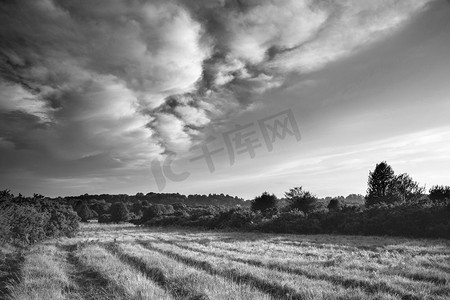 美丽的夏天日落风景图象Ashdown森林在英国农村黑白图象