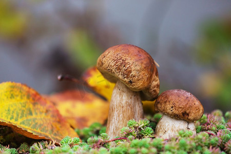 赛季摄影照片_秋天森林里的蘑菇