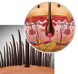 毛囊解剖图皮肤有丝分裂学医学概念为人类的头发，从头皮上长出一根头发作为3D插图。
