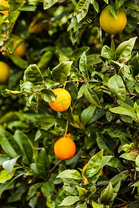 一棵美丽的绿树，种着生橙子。地中海植物区系，生长在大自然中的水果..种有生柑橘的绿树