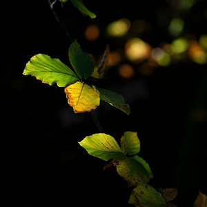 美丽的细节图像充满活力的秋天秋天叶子在华丽的聚光灯在自然