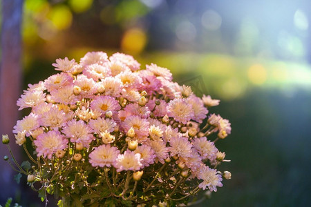 花园里五颜六色的秋菊百日红荷兰菊