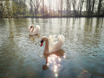 两个美丽的雄伟的白天鹅的特写镜头漂浮在河上在一个阳光明媚的春天早晨在斯特拉斯堡，法国，阿尔萨斯。