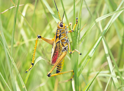 东南摄影照片_东南Lubber Grasshopper，特写镜头