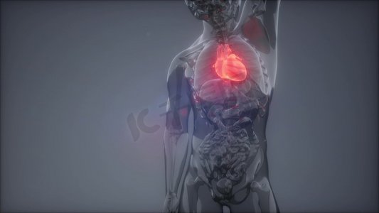 人体白色摄影照片_人体心脏的科学解剖扫描图人体心脏放射学检查