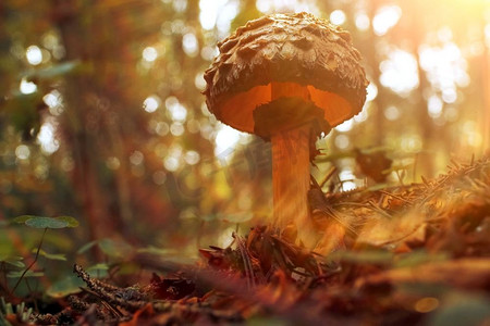 不同的蘑菇在清除在秋天的森林