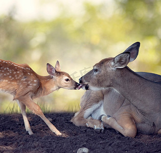 小鹿摄影照片_白尾母鹿和她的小宝宝。白尾母鹿和她的小鹿