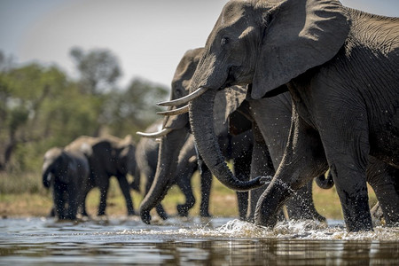 大象喝水的美丽镜头。大象喝水的美丽镜头
