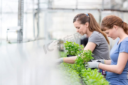 女性植物学家在植物苗圃检查药草幼苗的侧视图