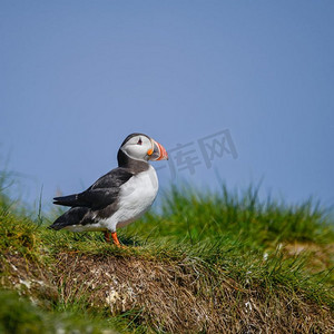 英格兰诺森伯兰郡美丽的大西洋海雀或科蒙海雀在晴朗的春天